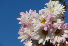 P1370138　残菊