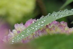 P1012510　梅雨の日に