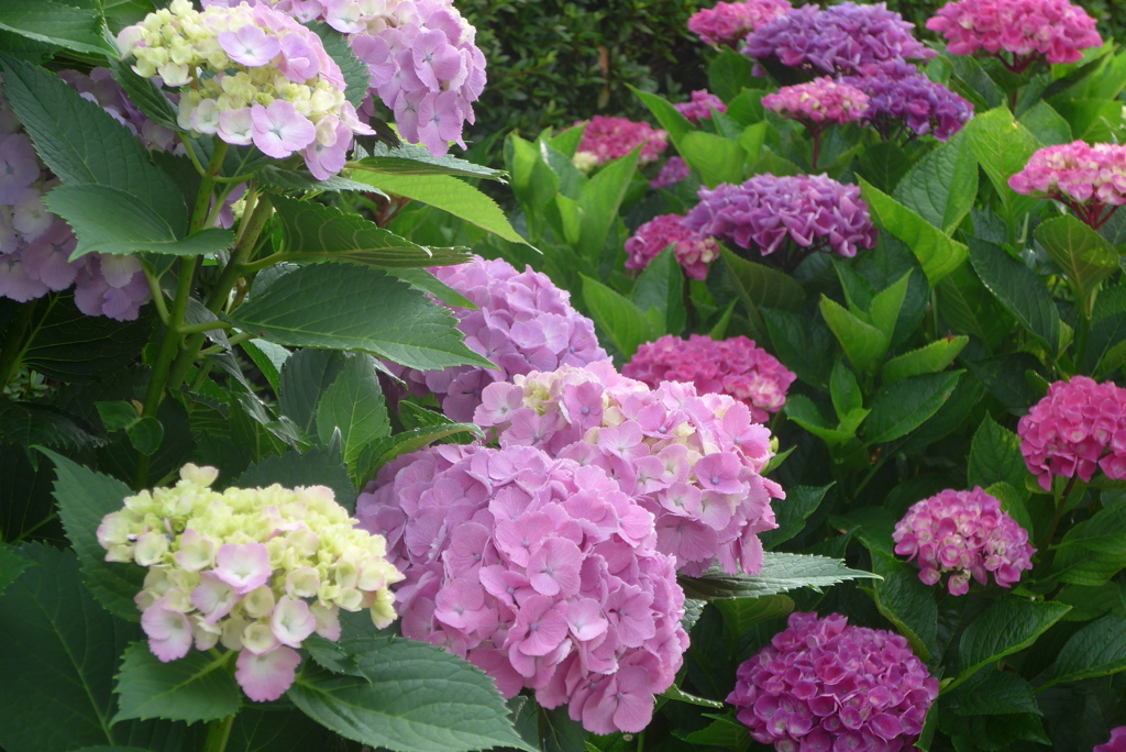 P1230612　公園のアジサイ