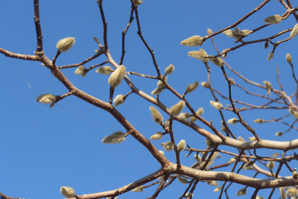 P1390448　コブシ