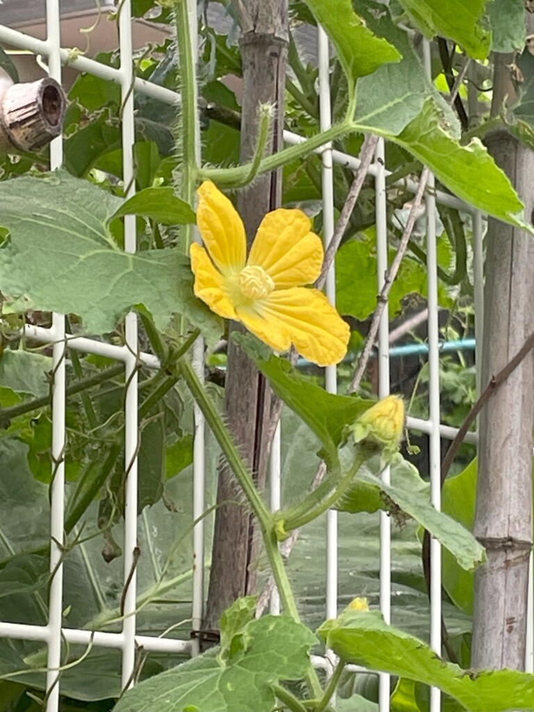 IMG_0224　野菜の花