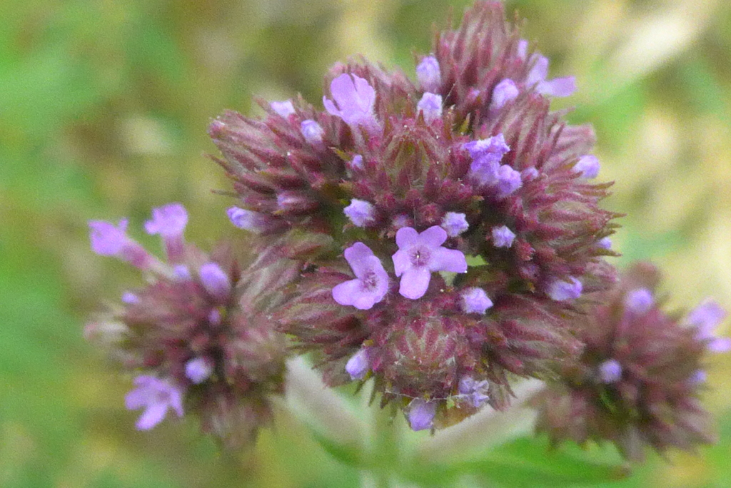 P1330153　野の花