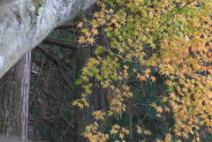 P1190247　修善寺虹の郷にて　～もみじ～