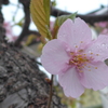 P1070505　雨の朝に…