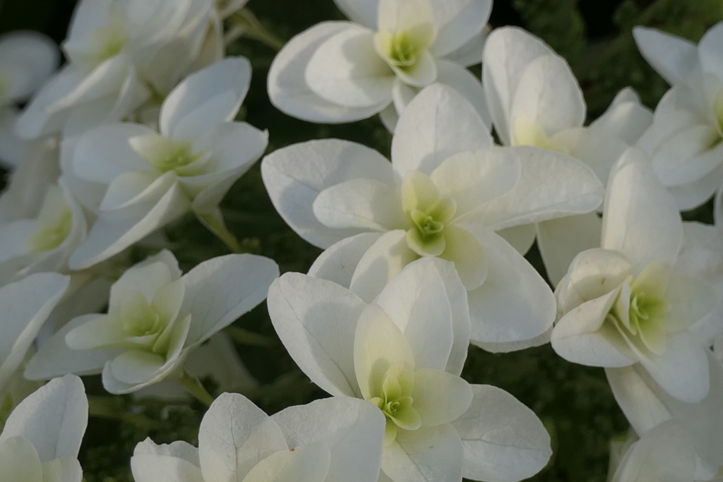 P1012063　柏葉紫陽花