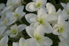 P1012063　柏葉紫陽花