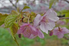 P1000753 (2)　春の雨に