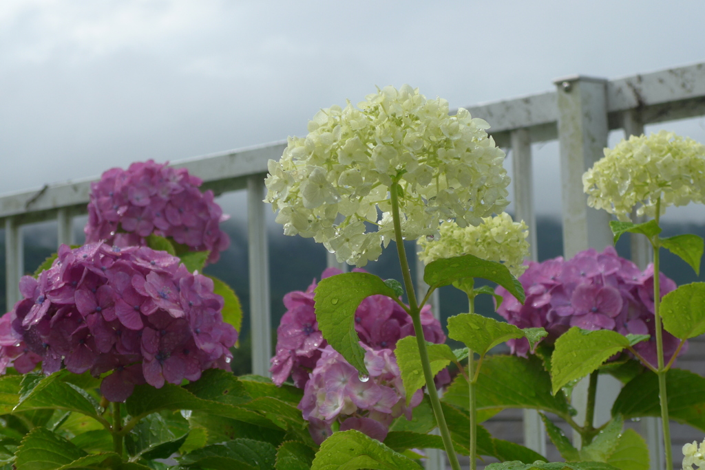 P1300786　庭の紫陽花