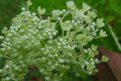 P1100561　遅咲きのアジサイ