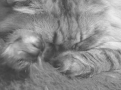 P1070027　ねむりねこ
