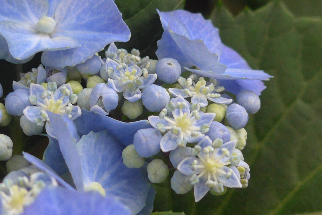 P1100079　あじさい