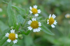 P1390191　野の花