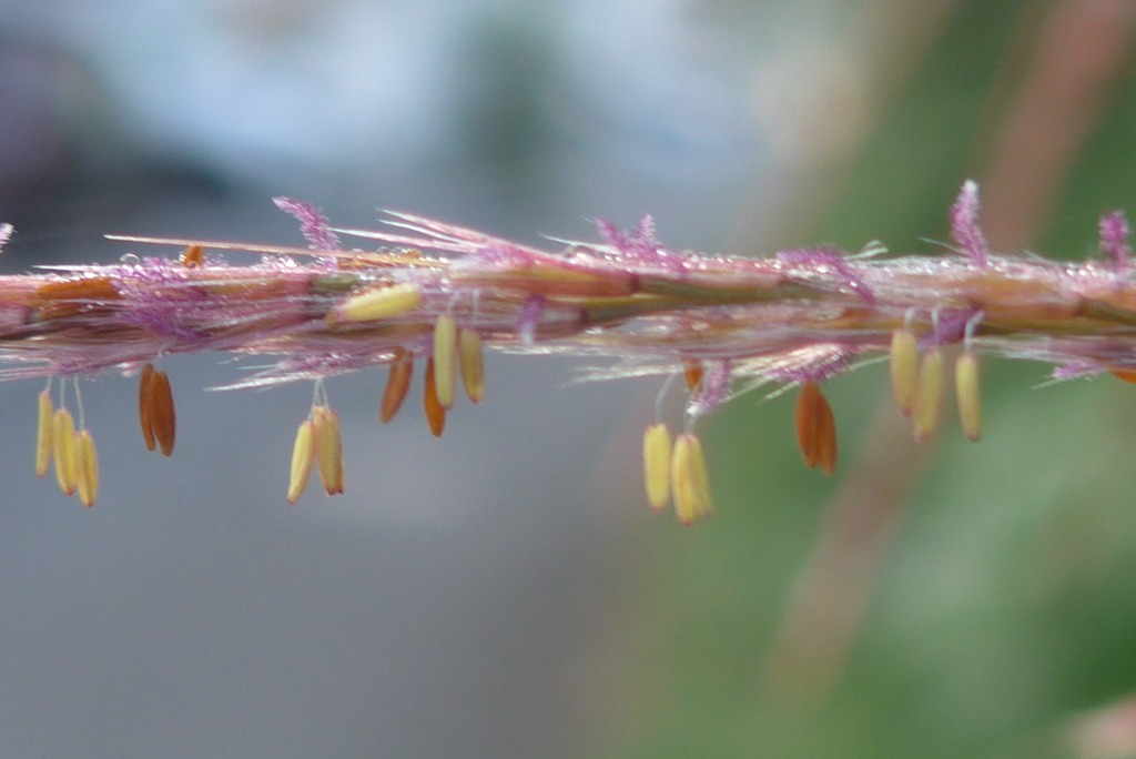 P1340324　ススキの花