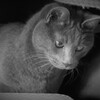 P1023334 (2)　みつめる