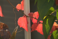 P1081008　小さな紅葉