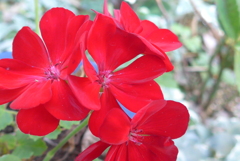 P1120233　強くて華やかで…