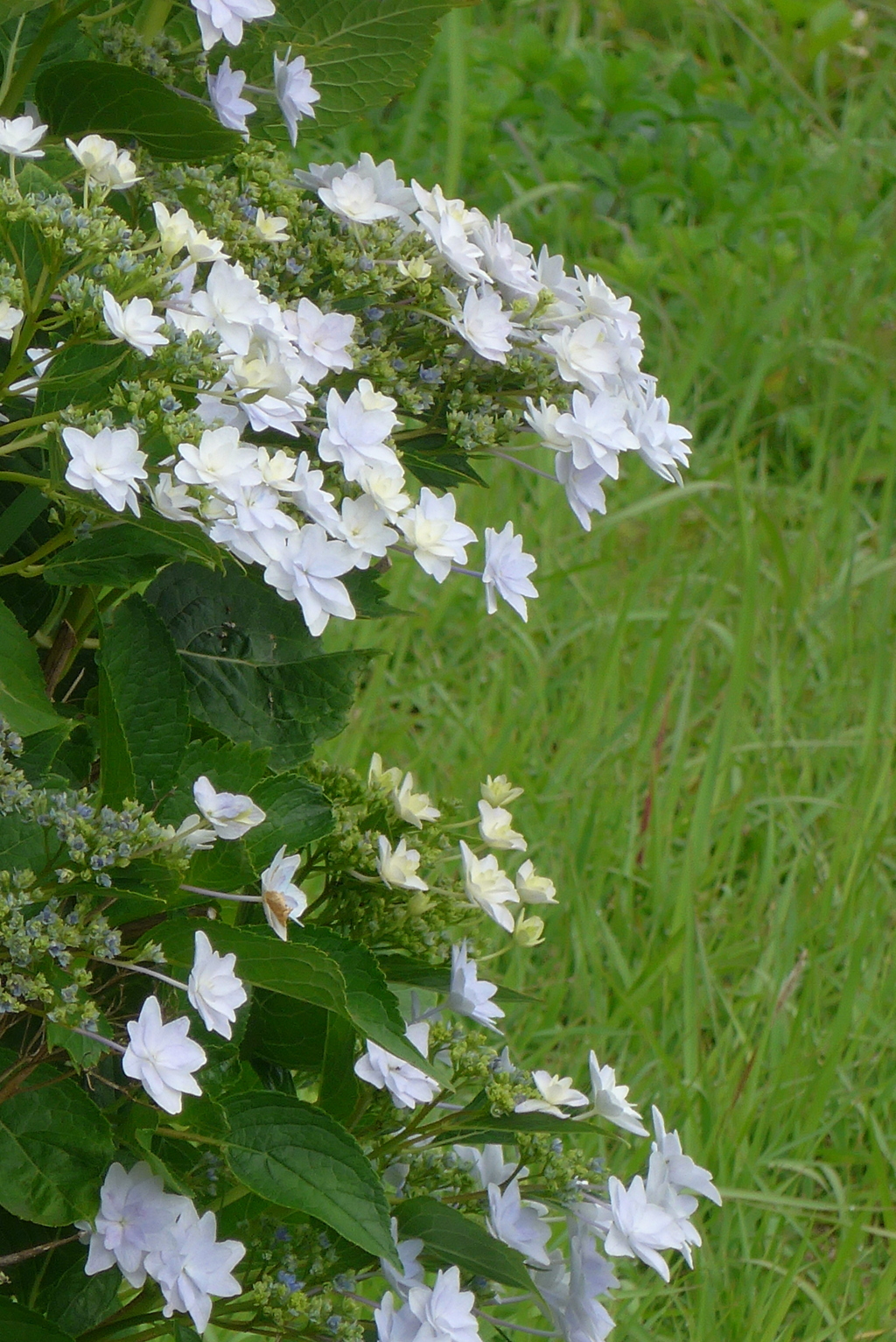 P1330332　隅田の花火
