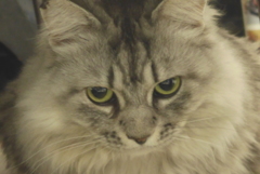 P1070532　ねこさん♪