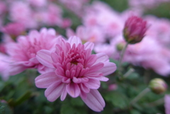 P1180881　小菊