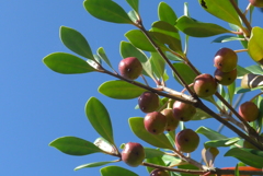 P1110734　かわいい実