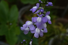 P1079958　マツバウンラン