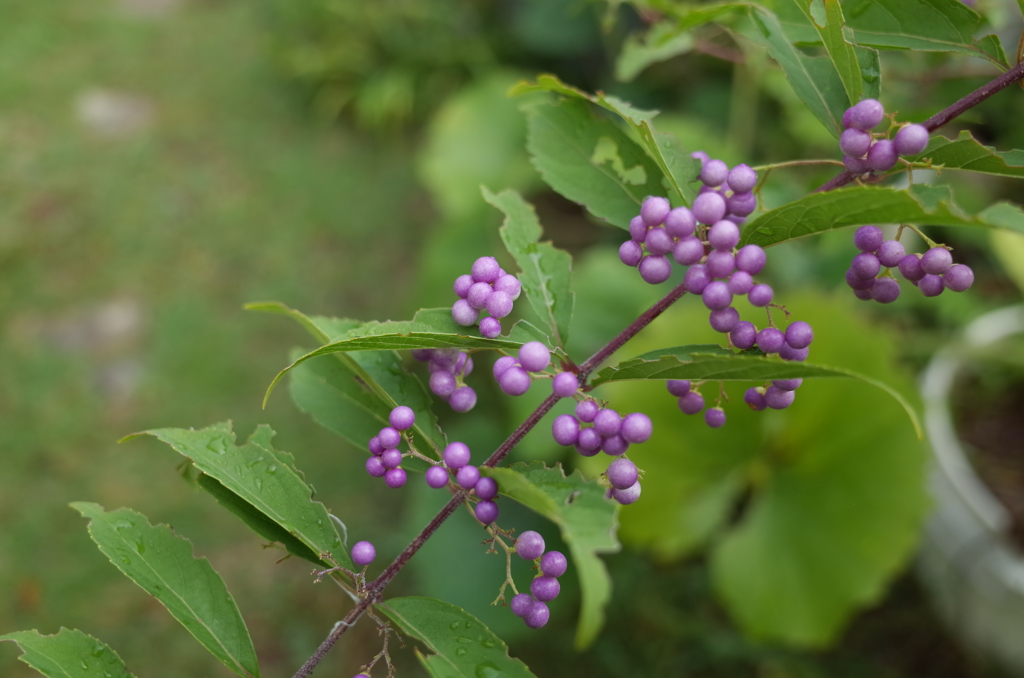 R0354143　コムラサキ