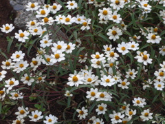 P1120051　お花畑で…