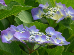 P1160233　あじさい