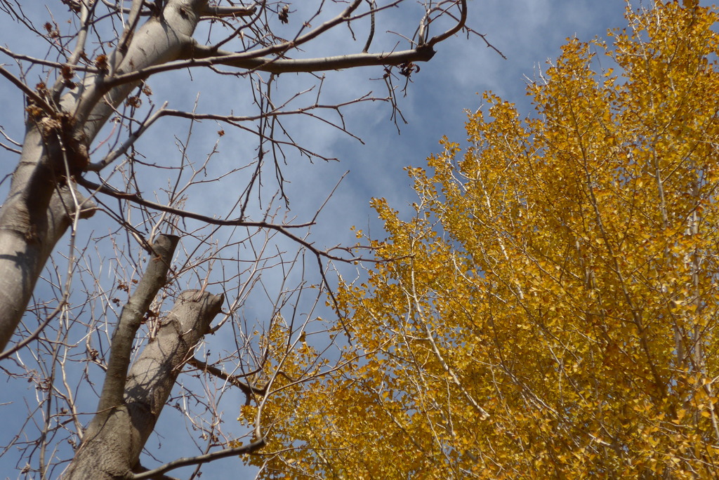 P1190396　冬の木立