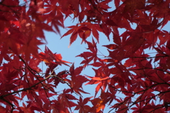 P1069656　紅葉