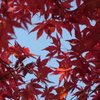 P1069656　紅葉