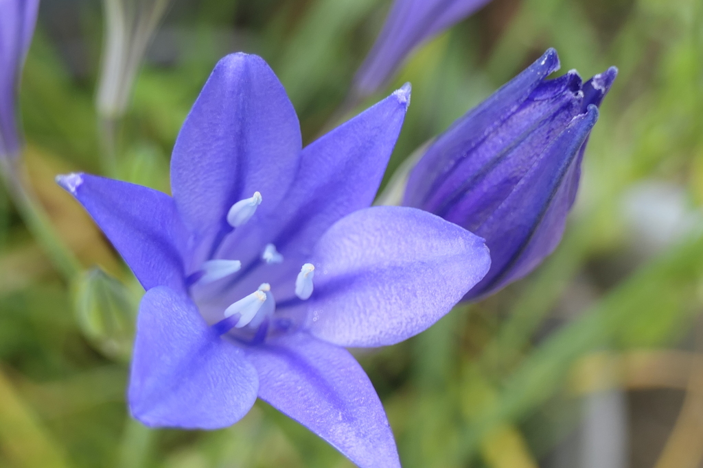 P1012194　淡い恋（花言葉）