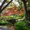 秋色の公園