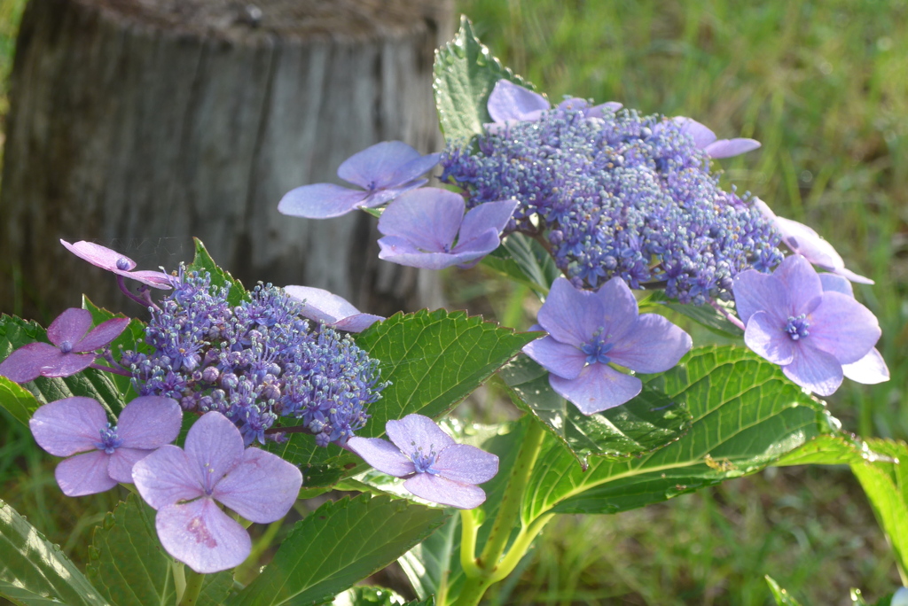 P1360256　公園の紫陽花