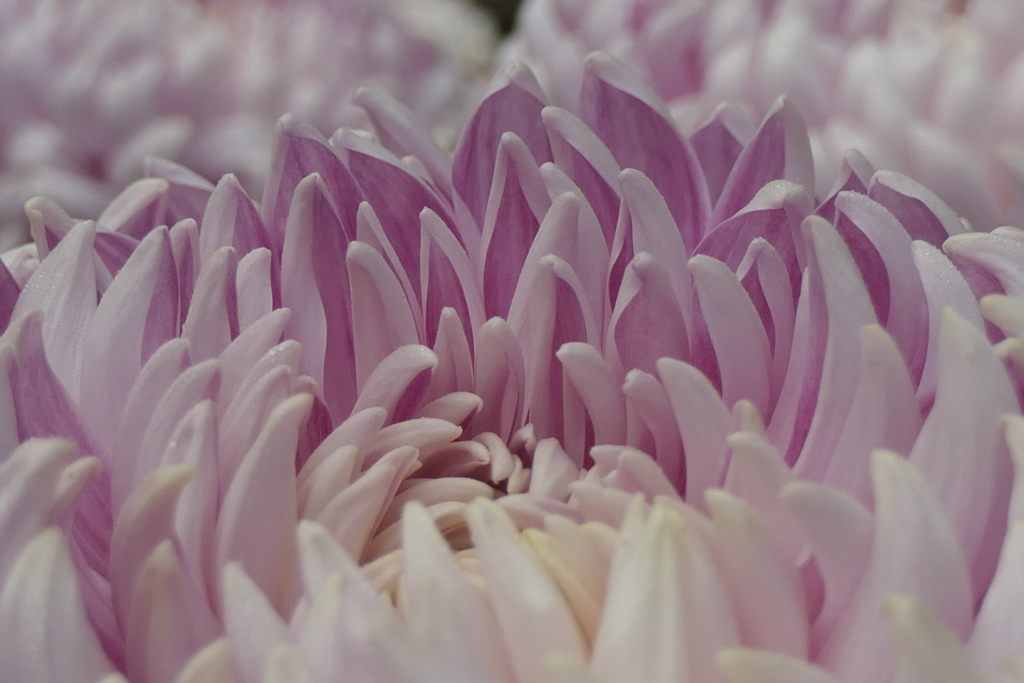 P1069472　菊