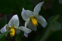 P1140042　野の花