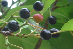 P1230152　サクランボ