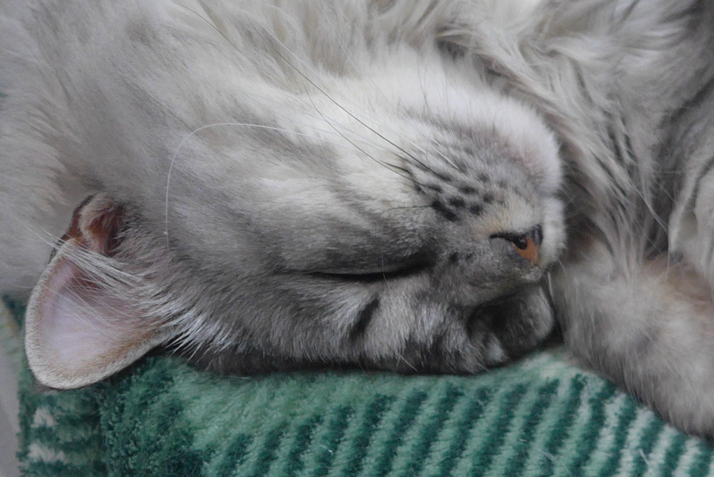 P1100061　ねむりねこ
