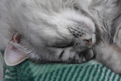 P1100061　ねむりねこ