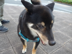 黒柴君。