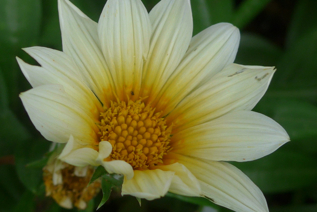 P1340134　ガザニア