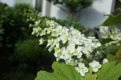 R0352397　柏葉紫陽花