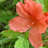 P1300078　努力（花言葉）