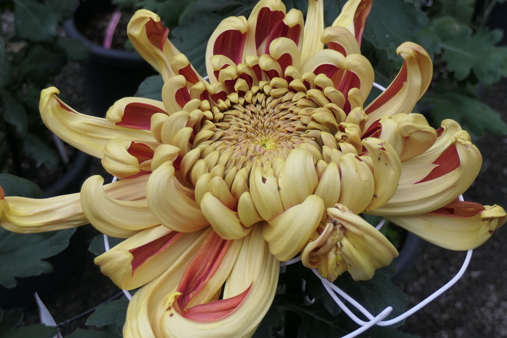 P1069476　菊