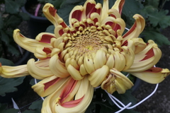 P1069476　菊