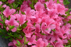 P1230043　さつき