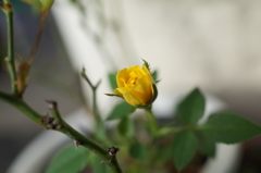 R0353754　ミニバラ