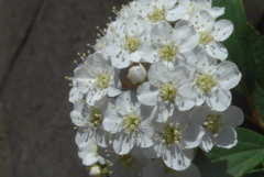 P1320593　優雅（花言葉）