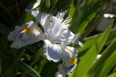 P1011621　シャガ