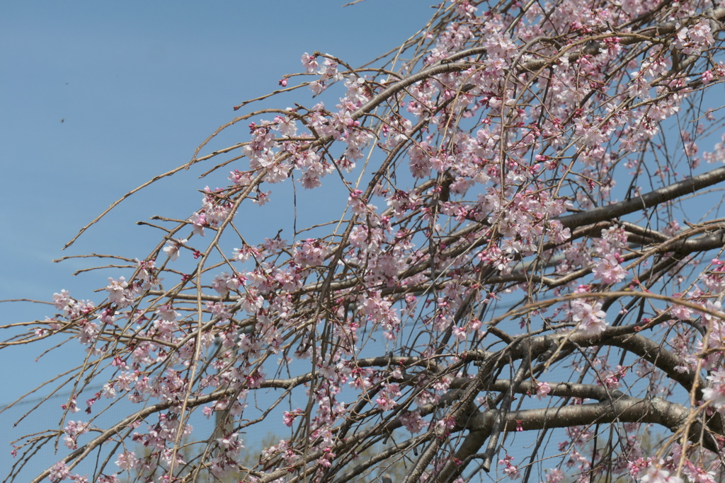 P1023559　枝垂れ桜